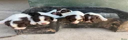 English Springer Spaniel dogs for sale: English Springer Spaniel Puppies - Advert 11
