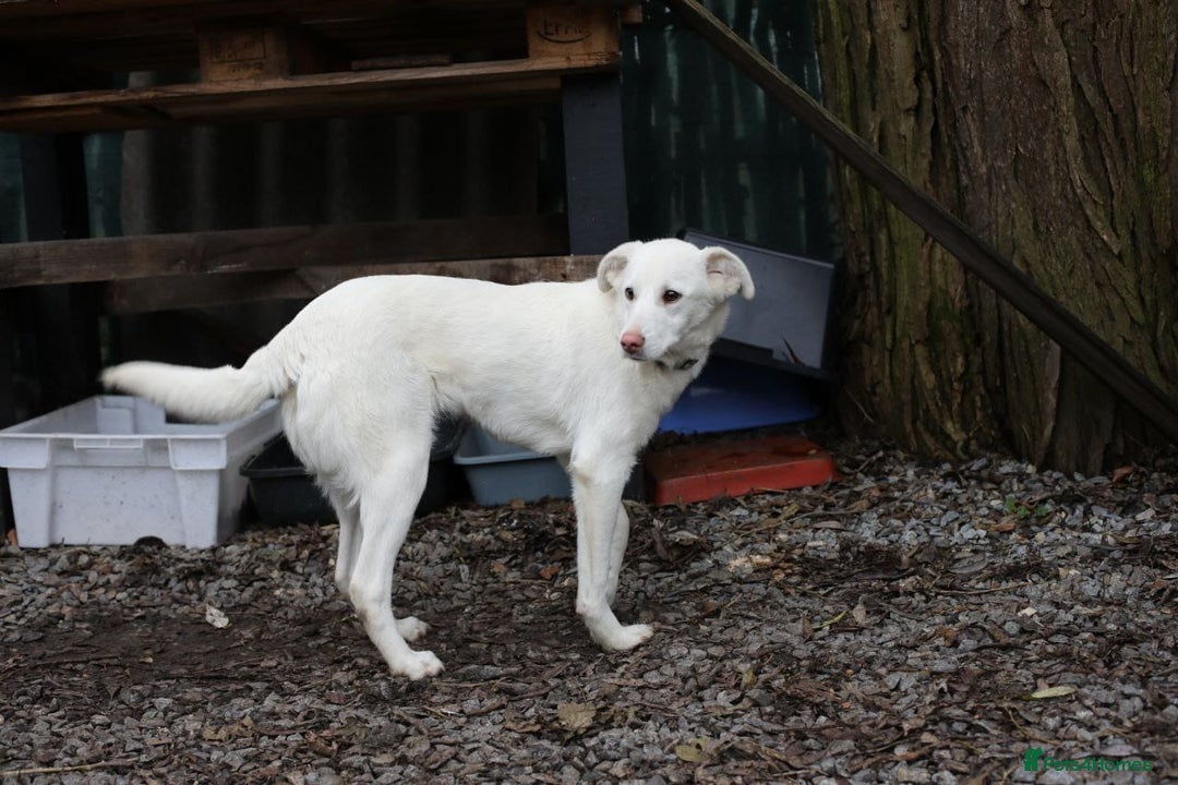 Mixed Breed dogs for adoption: 💖🐶 BELLA 🐶💖 - Advert 8