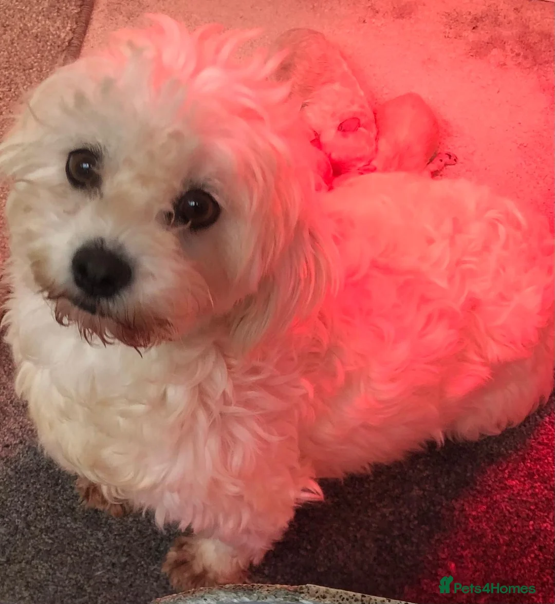 Cavachon dogs for sale: Outstanding Toy Cavapoochon Puppies *last girl * - Advert 8