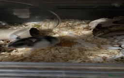 Hamster rodents for sale: Rocket the Dwarf Hamster for adoption - Image 2
