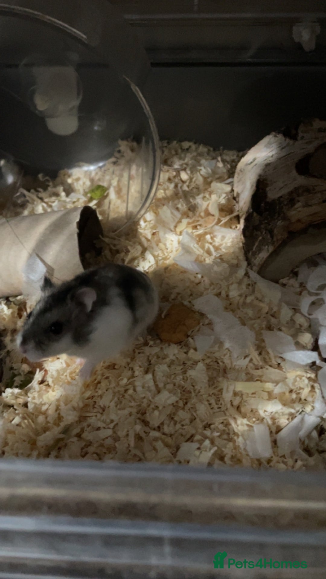 Hamster rodents for sale: Rocket the Dwarf Hamster for adoption - Image 2
