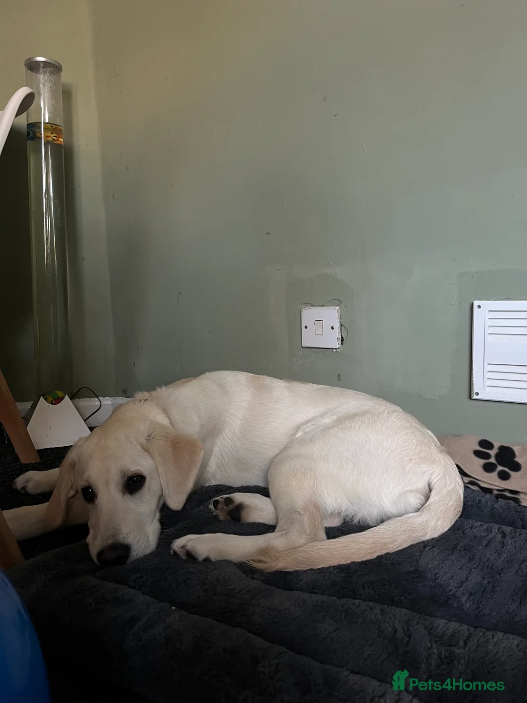 Goldador dogs for sale: Rehoming puppy  - Advert 5