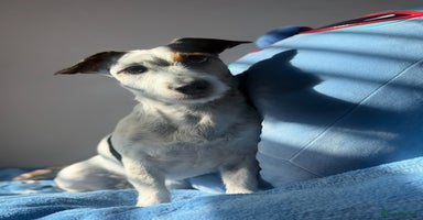 Jack Russell dogs - Advert 1