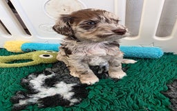 Cockapoo dogs for sale: F1b cockapoos 💜 health tested 🐶 - Image 2