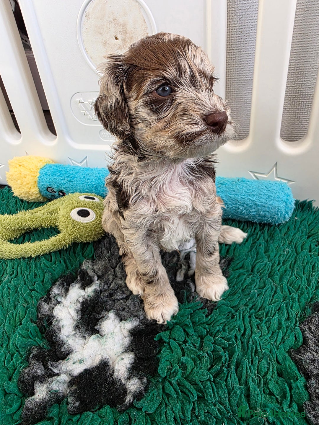 Cockapoo dogs for sale: F1b cockapoos 💜 health tested 🐶 - Image 2