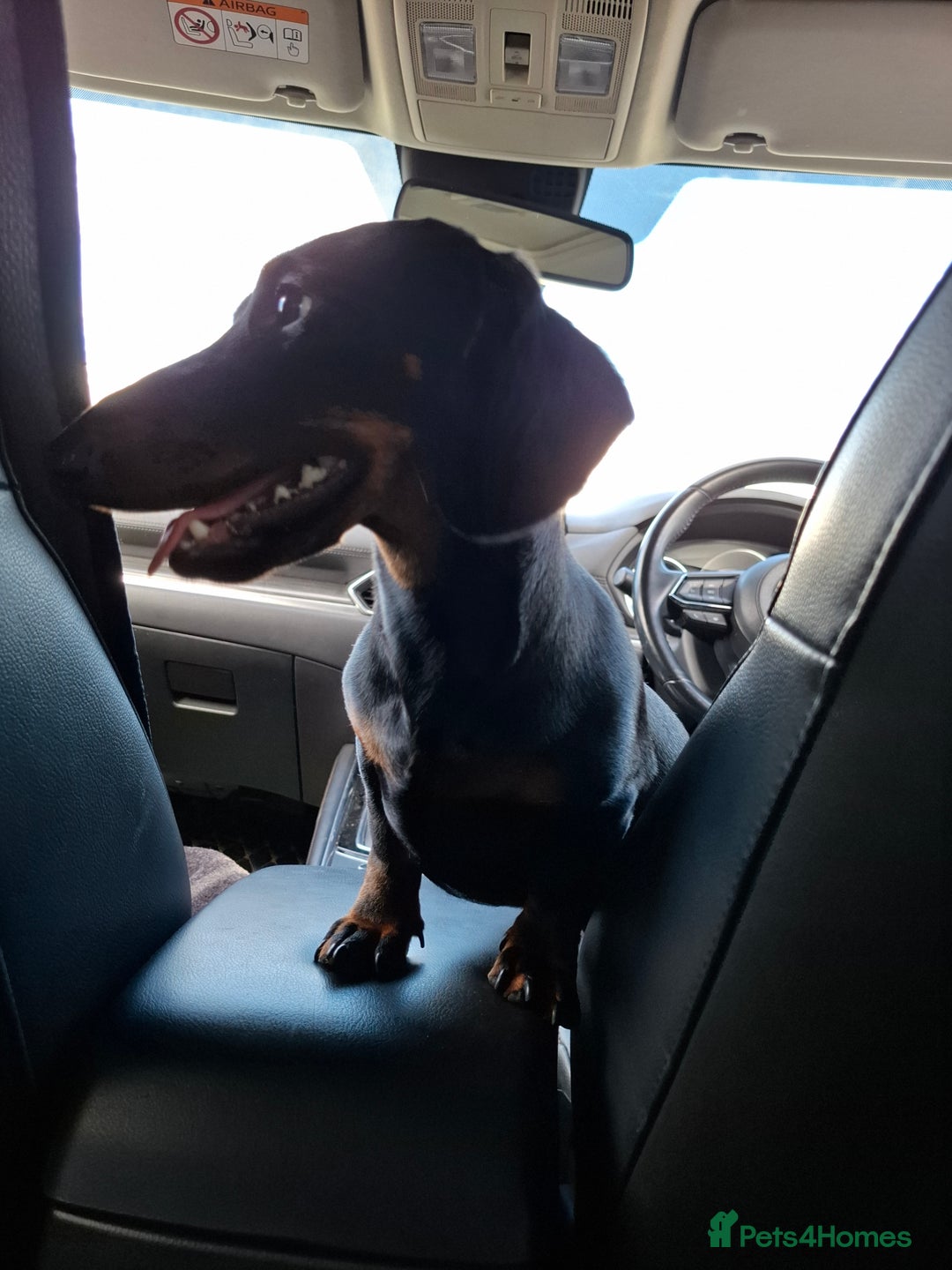 Miniature Dachshund dogs for sale: Miniature dashhound short hair - Image 4