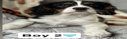 Cavalier King Charles Spaniel dogs for sale: Stunning DNA CLEAR Cavalier Pups - Advert 9
