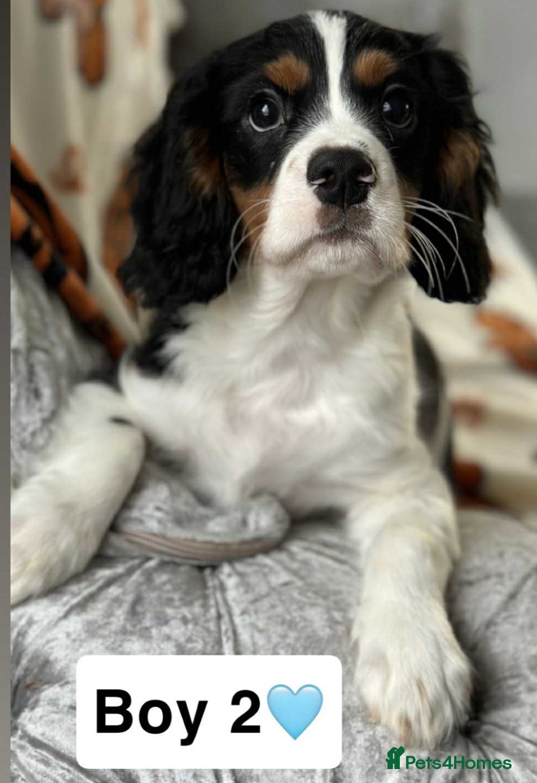 Cavalier King Charles Spaniel dogs for sale: Stunning DNA CLEAR Cavalier Pups - Advert 9