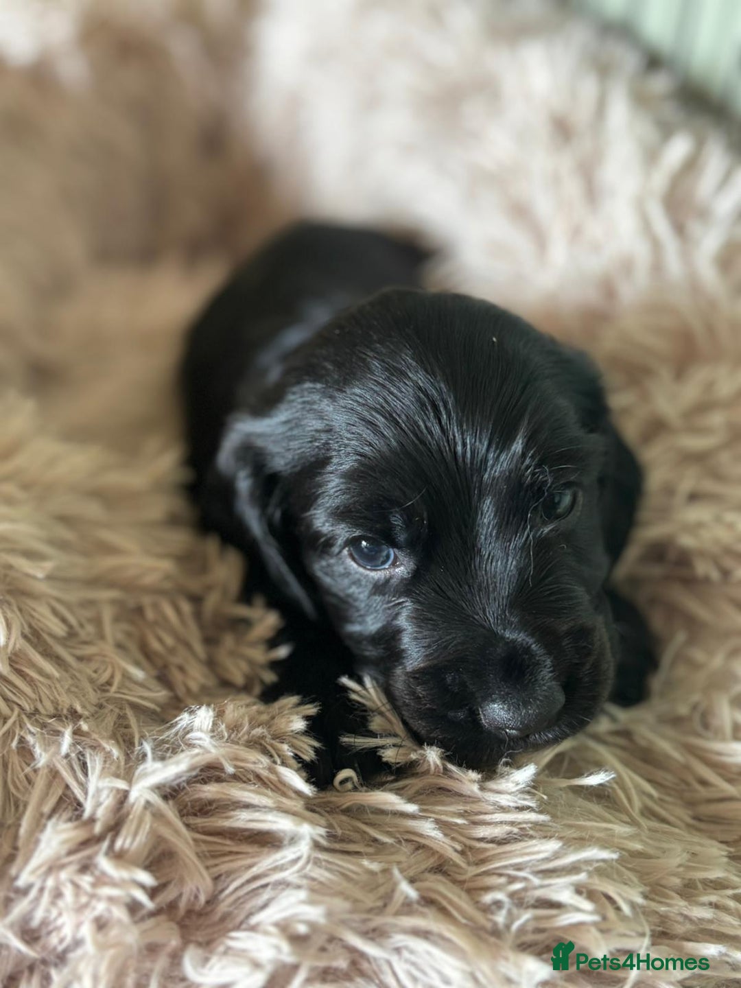 Cocker Spaniel dogs for sale: Beautiful Cocker Spaniels  - Image 7