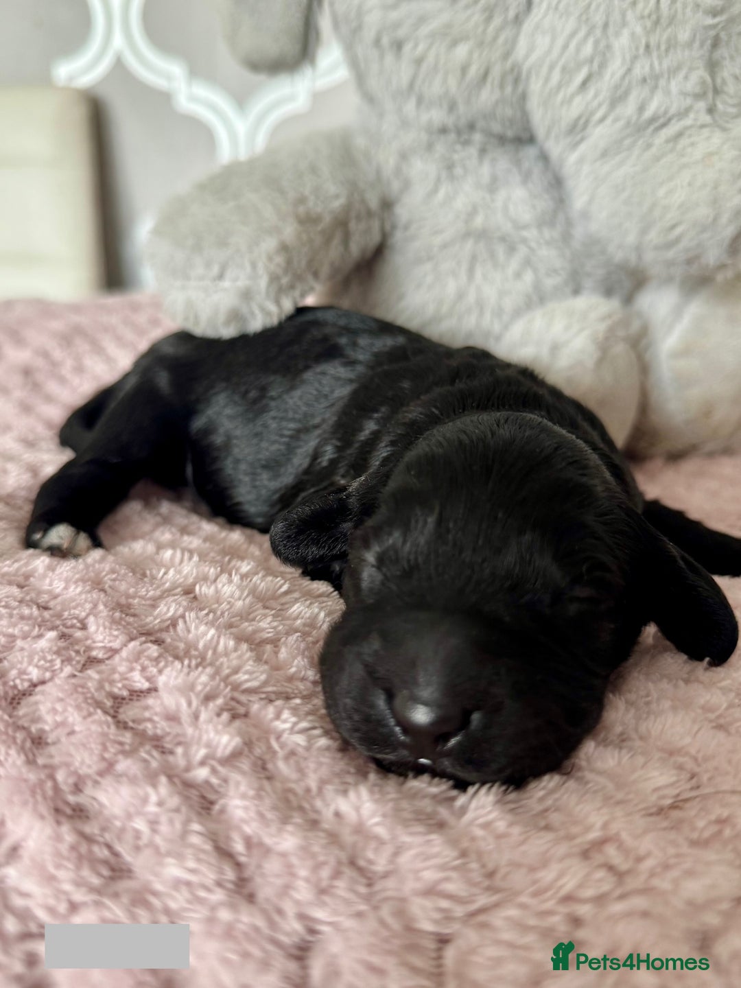 Labradoodle dogs for sale: Adorable Miniature Labradoodles  - Image 15