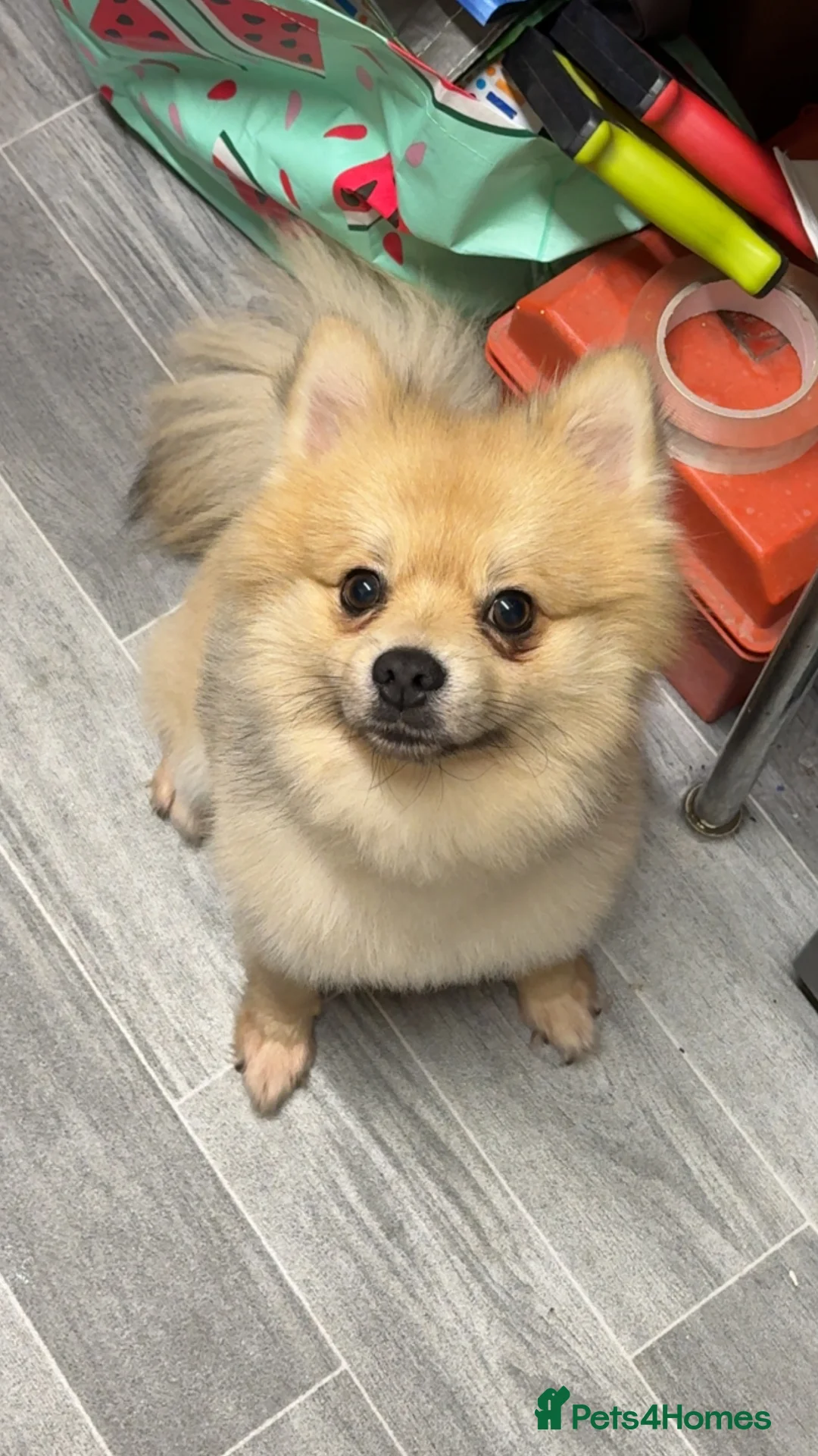 Pomeranian dogs for stud: Pure-Bred Pomeranian Male, FOR STUD - Advert 7