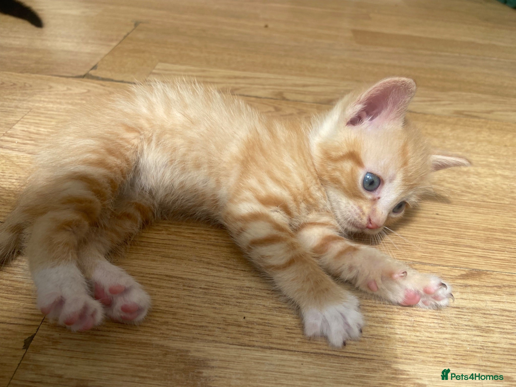 Mixed Breed cats Male ginger kitten  - Advert 2