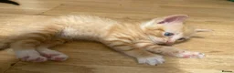 Mixed Breed cats for sale: Male ginger kitten  - Advert 1