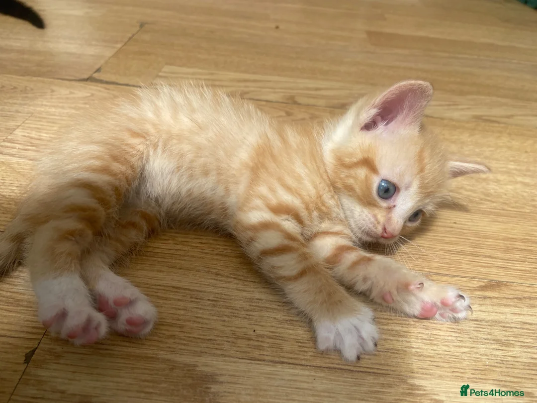 Mixed Breed cats for sale: Male ginger kitten  - Advert 1