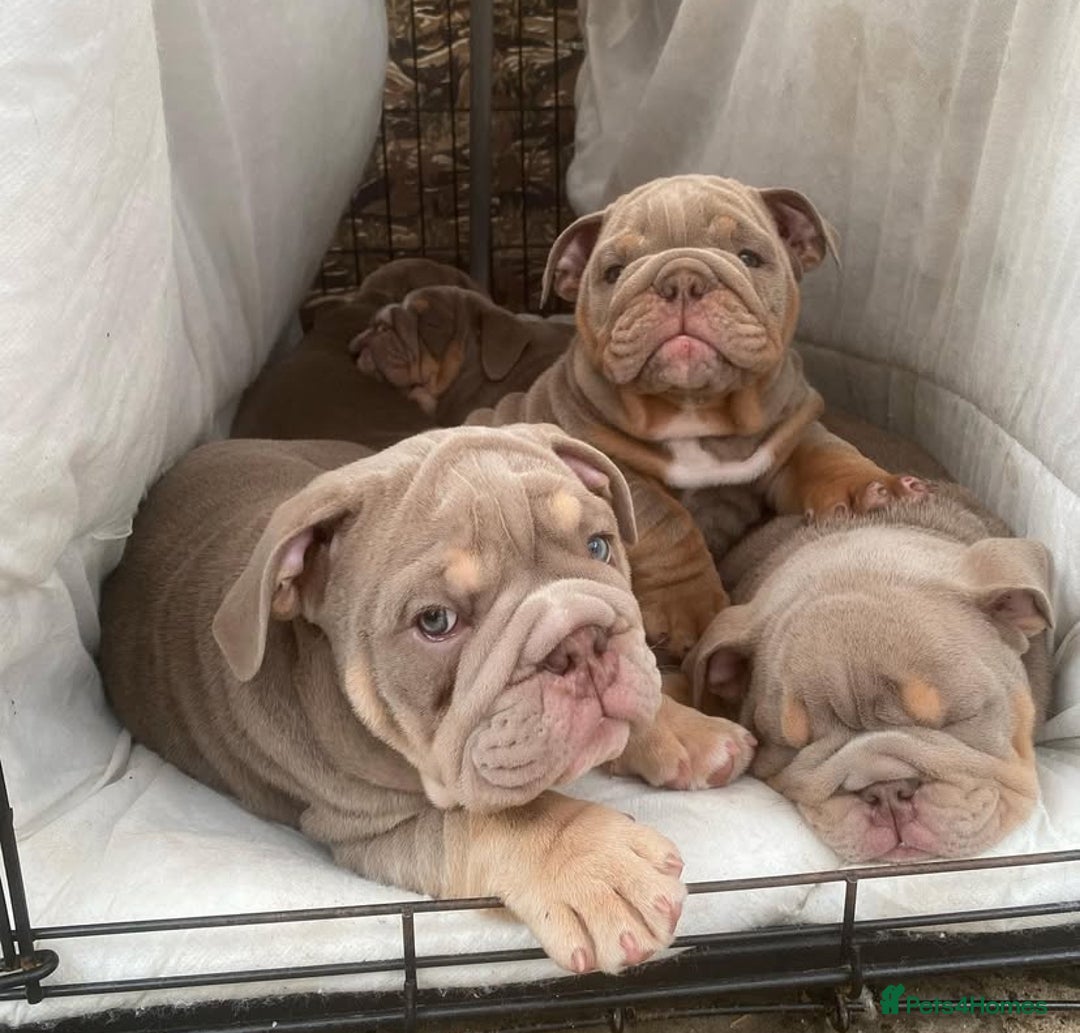 English Bulldog dogs for sale: Pedigree English Bulldog Puppies for sale •KC• - Image 3