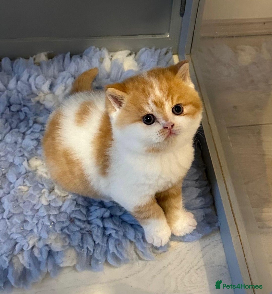 British Shorthair cats for sale: Chunky Red and White British Shorthair TICA - Image 6