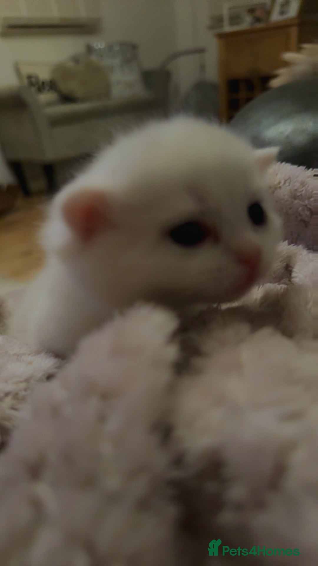 Persian cats for sale: Persian x - Image 12