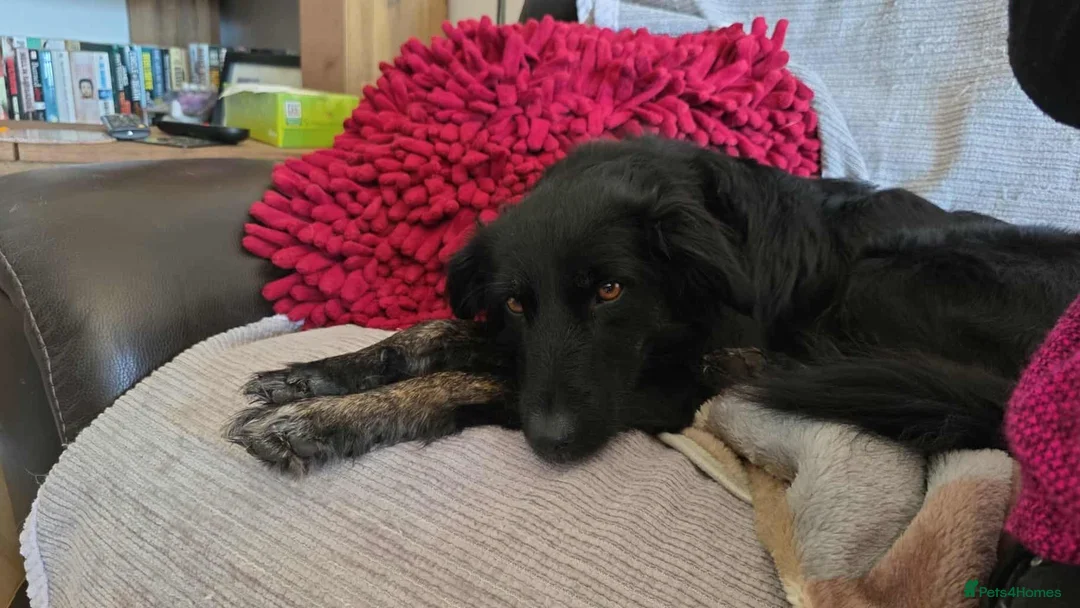 Mixed Breed dogs for adoption: TILLY (All black girl) - Advert 8