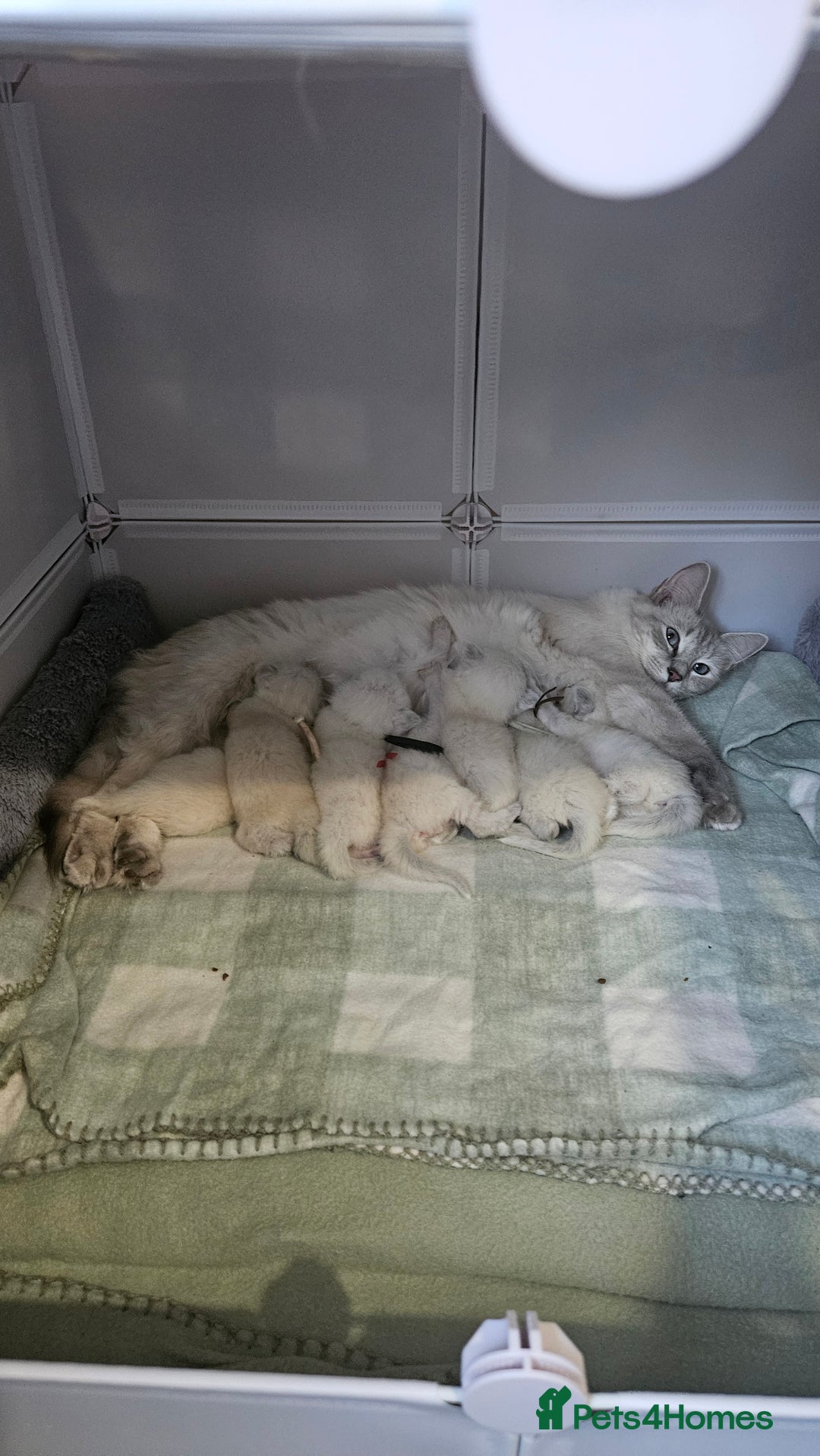 Ragdoll cats for sale: Female Blue Point Ragdolls  - Image 1