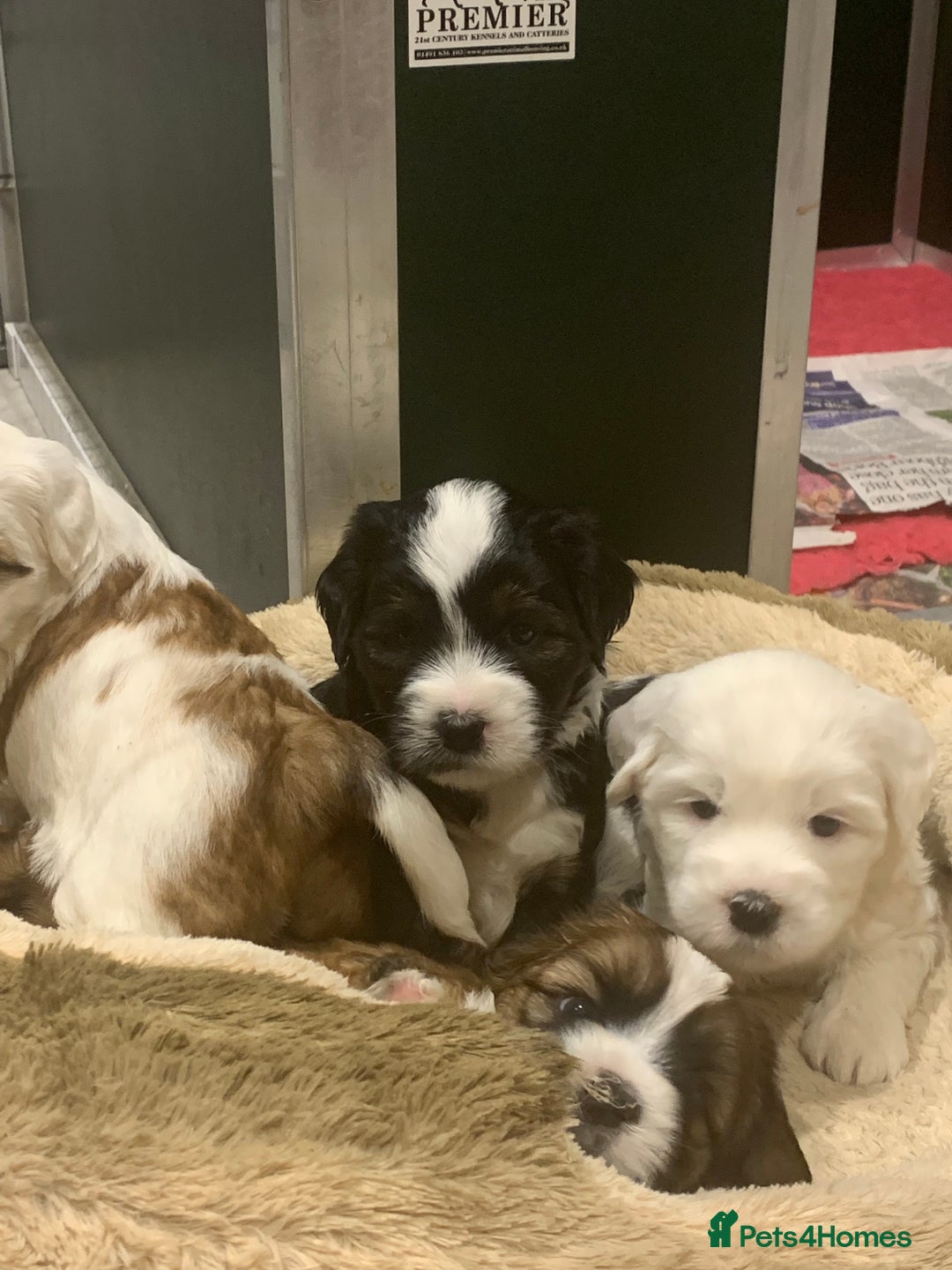 Tibetan Terrier dogs for sale: Beautiful Tibetan terrier puppies - Advert 2