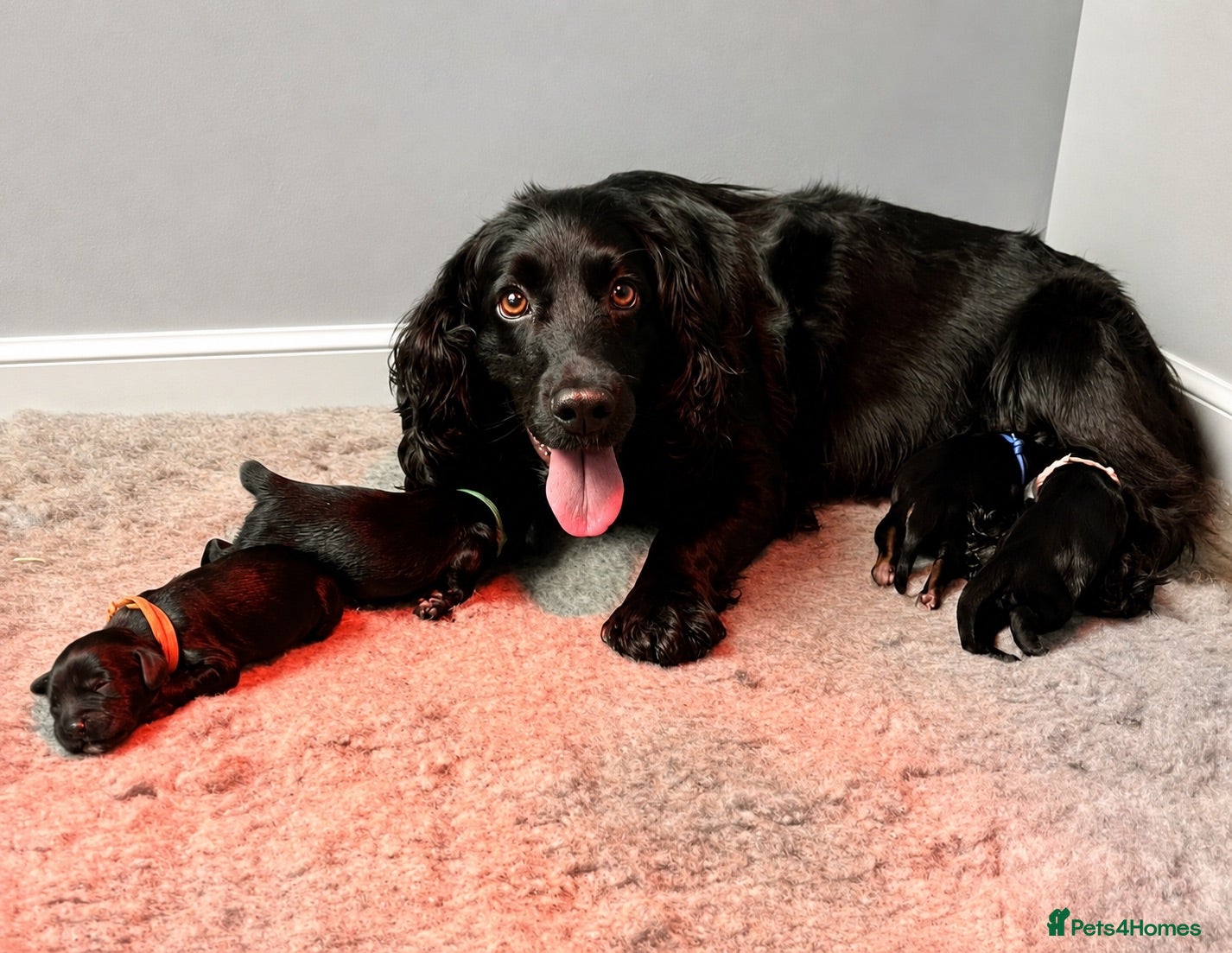 Cocker Spaniel dogs Excellent pedigree Cocker Pups Farlavale / Rowston - Advert 1