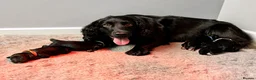 Cocker Spaniel dogs for sale: Excellent pedigree Cocker Pups Farlavale / Rowston - Advert 26