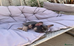 French Bulldog dogs for sale: 3 year old female French bulldog - Image 14