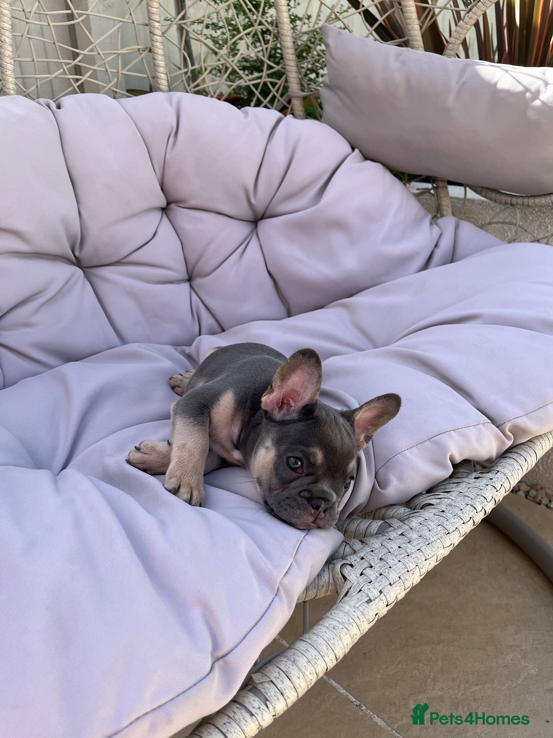 French Bulldog dogs for sale: 3 year old female French bulldog - Image 14