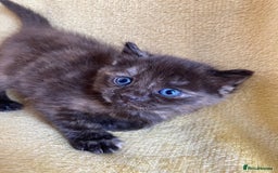 Maine Coon cats for sale: Maine coon x - Image 18