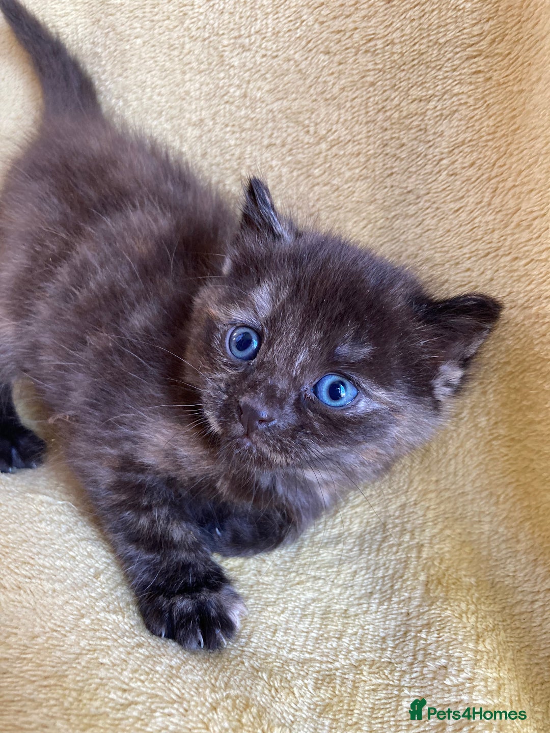 Maine Coon cats for sale: Maine coon x - Image 18