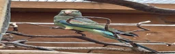 Parakeets birds for sale: Stunning baby Mulga’s (Many Coloured Parrot - Advert 4