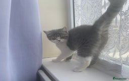 Exotic cats for sale: White & Grey Male Kitten Exotic Shorthair - Image 13