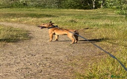 English Bull Terrier dogs for sale: Beautiful English Bull terrier puppy  - Image 2