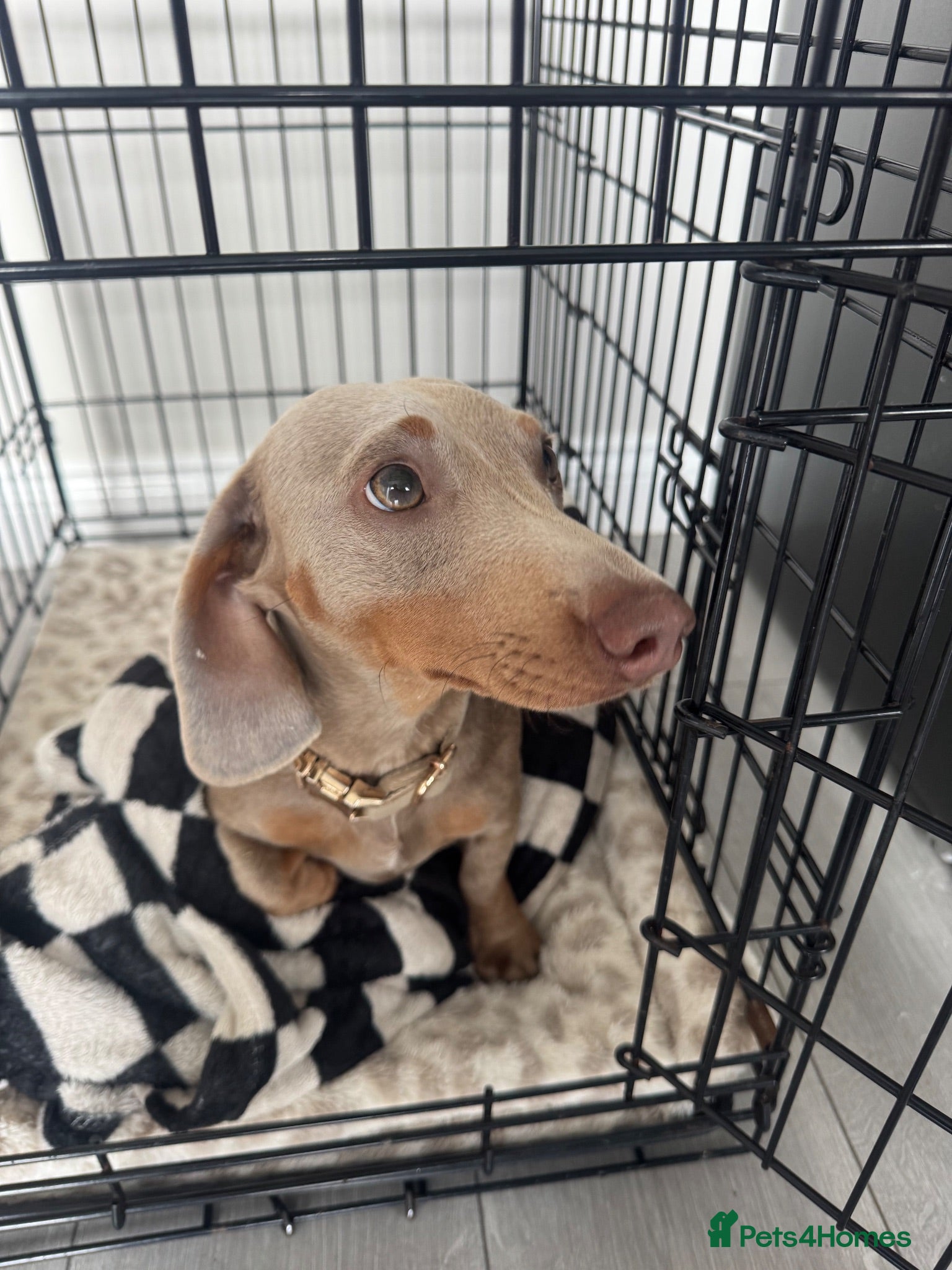 Miniature Dachshund dogs Isabella mini dachshund  - Advert 7