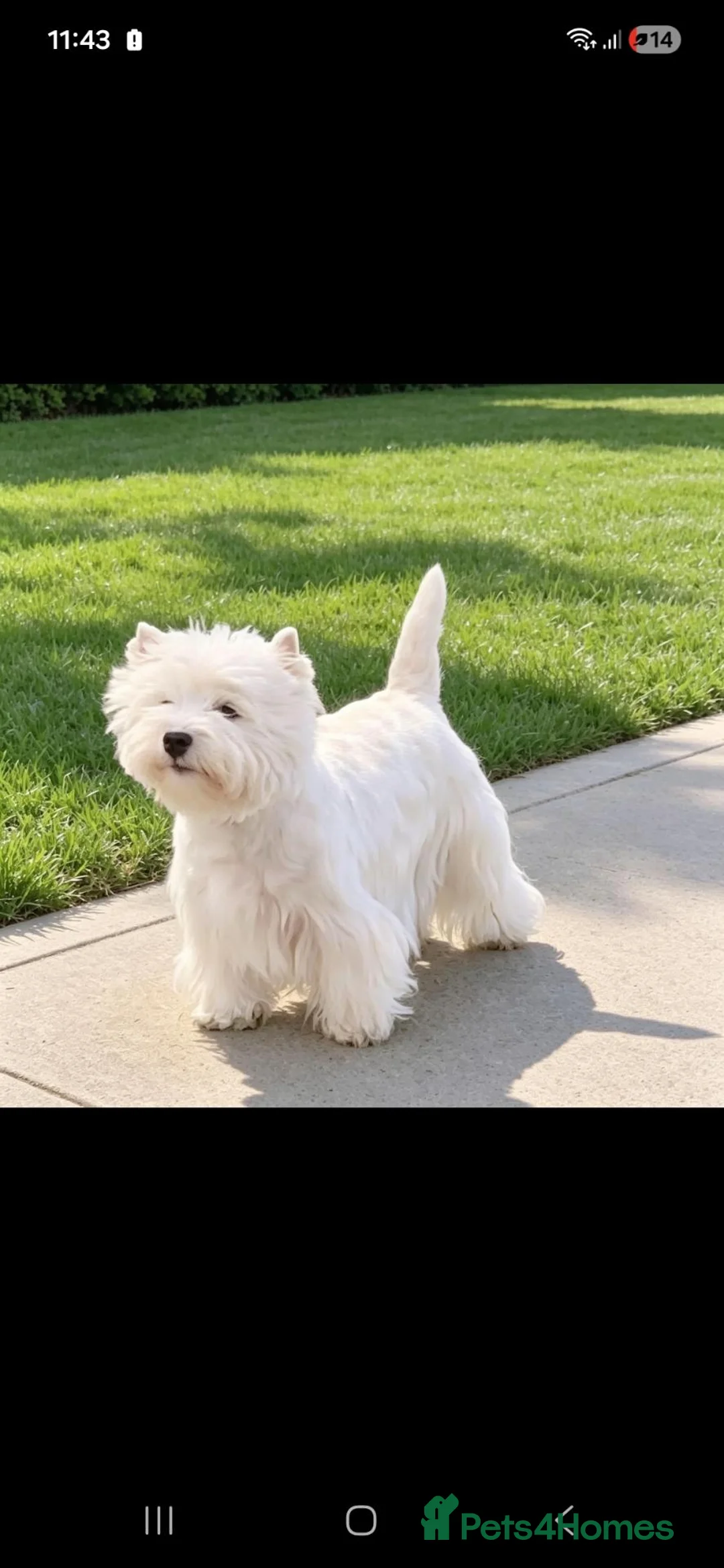 West Highland Terrier dogs for sale: 1 quality kc boy puppy  - Advert 2