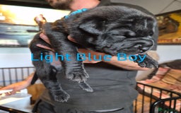 Mixed Breed dogs for sale: Beautiful Chow-Pei Puppies - Image 7