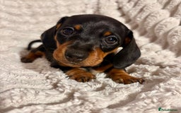 Dachshund dogs for sale: 4 beautiful dachshunds puppies for sale. - Image 10