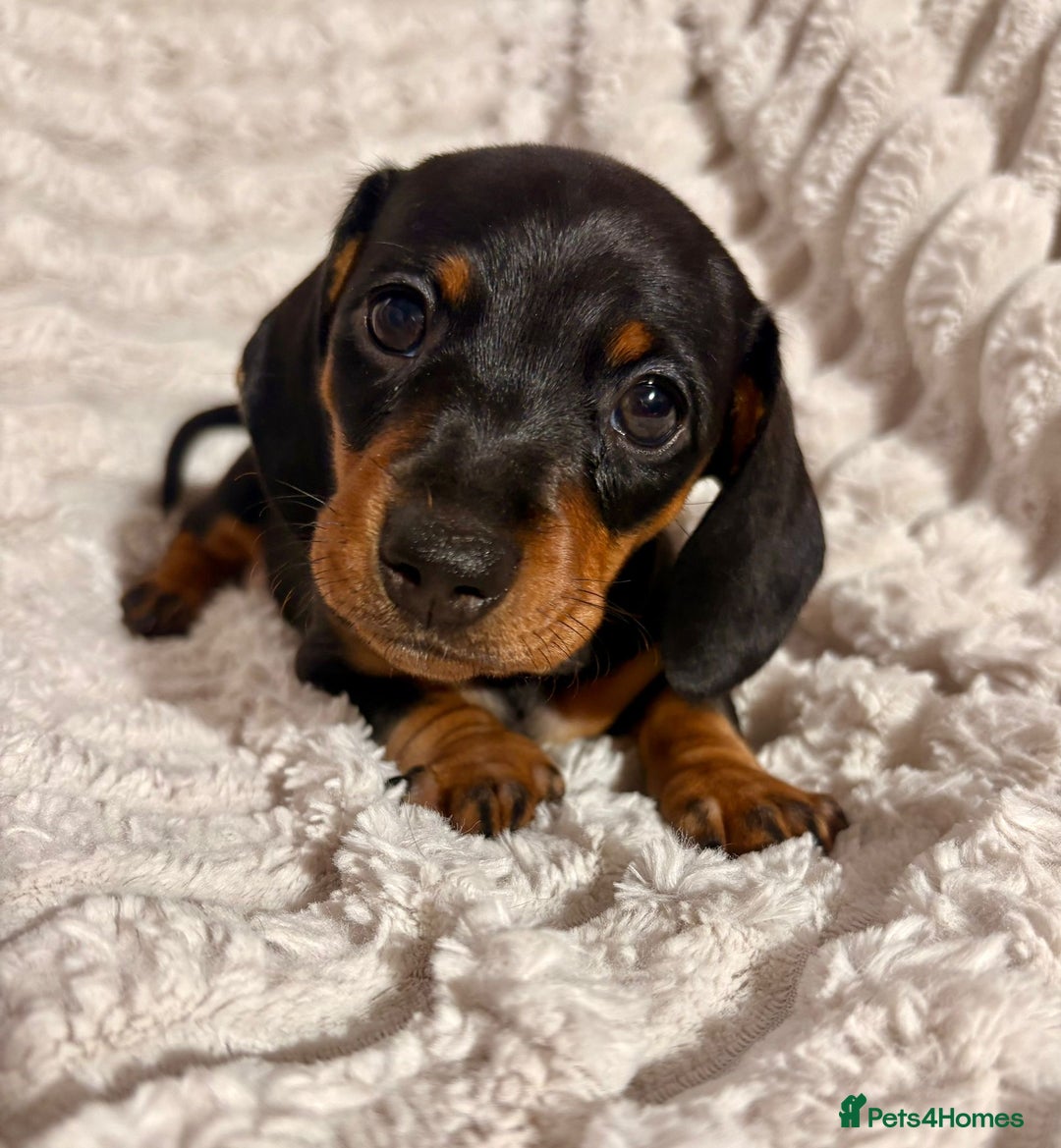 Dachshund dogs for sale: 4 beautiful dachshunds puppies for sale. - Image 10