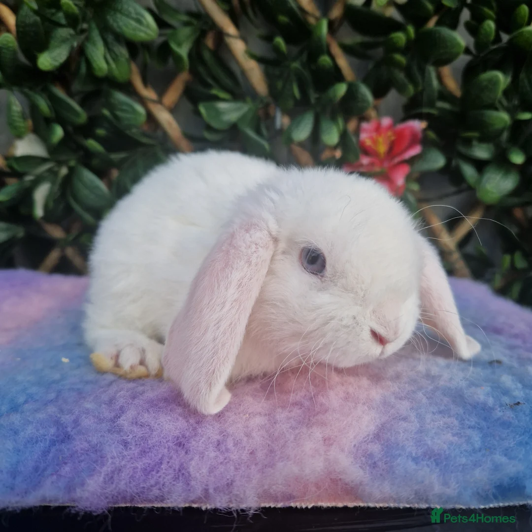 Mini Lop rabbits for sale: Baby miniture plush lops  - Advert 2