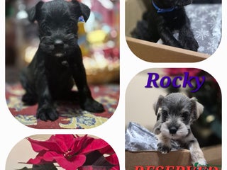 Miniature Schnauzer dogs 🩷🩷🩷🩵🩵Miniature schnauzers 1st Vac✓BVA✓KC reg✓ - Advert 1