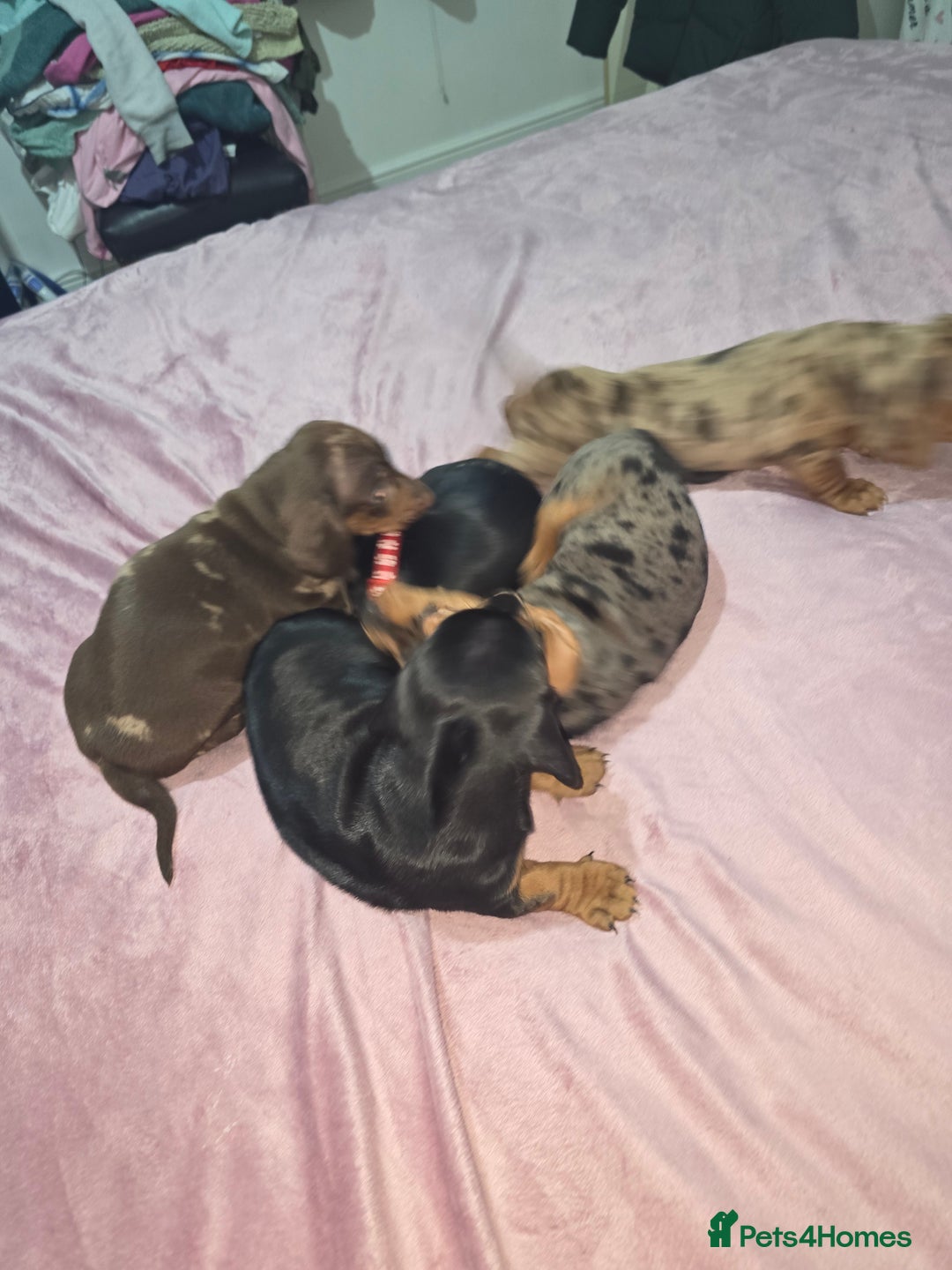 Miniature Dachshund dogs for sale: True to type kc dad home raised both parents here - Advert 25