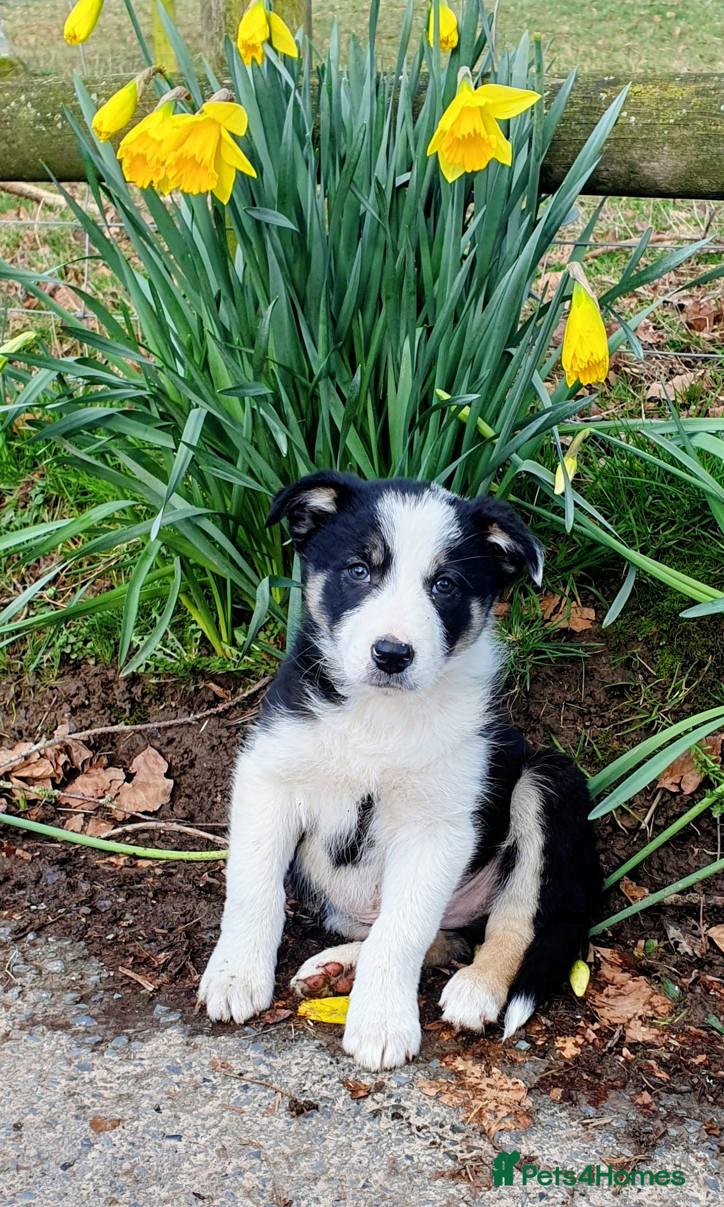 Border Collie dogs Gorgeous Border Collie Puppy - Advert 12