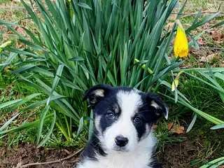 Border Collie dogs Gorgeous Border Collie Puppy - Advert 7