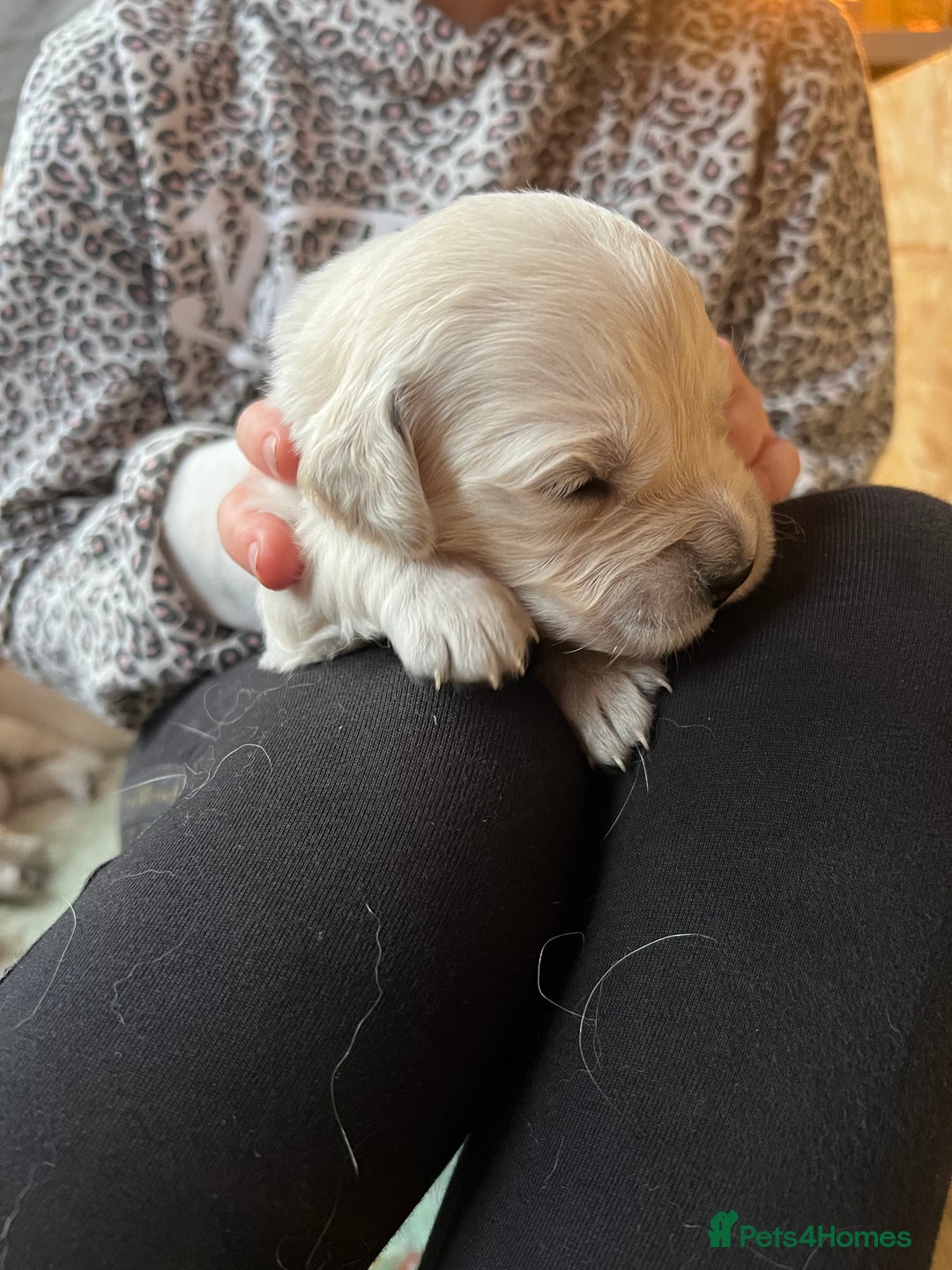 Golden Retriever dogs for sale:  Golden Retriever Puppies – KC Registered - Advert 20