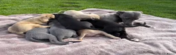 Whippet dogs for sale: Beautiful KC Whippet Puppies - Advert 23
