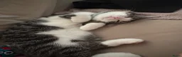 Mixed Breed cats for sale: Two kittens for rehoming - Advert 6