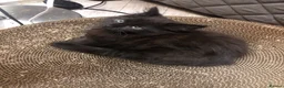 Russian Blue cats for sale: Russian blue/Norwegian forest mixed - Advert 19