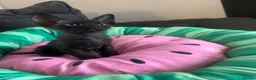 Sphynx cats for sale: Affectionate Sphynx cross - Advert 1