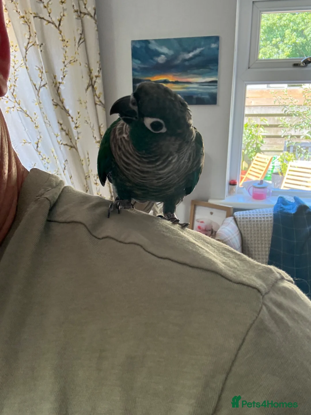 Conures birds for sale: Turquoise Conure - Advert 1