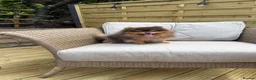 Pomeranian dogs for stud: Exclusive show type blue and tan stud  - Advert 6